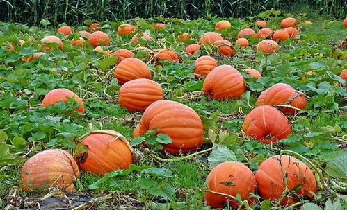 娛樂吃瓜基地的作品