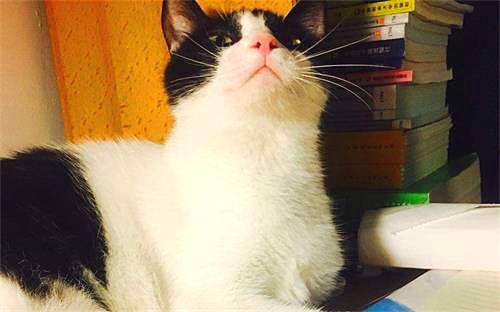 娛樂吃瓜醬貓媽媽視頻大全,萌寵視頻大全集錦