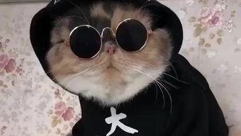 吃瓜娛樂的喵哥是誰啊圖片,吃瓜娛樂界的神秘喵星人