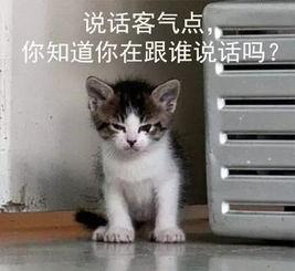 吃瓜娛樂的喵哥是誰啊圖片,吃瓜娛樂界的神秘喵星人