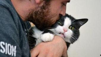 吃瓜娛樂的喵哥是誰啊圖片,吃瓜娛樂界的神秘喵星人