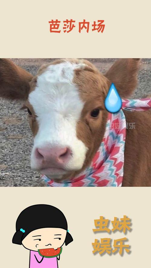 娛樂(lè)吃瓜醬忠犬,吃瓜醬的忠實(shí)伴侶