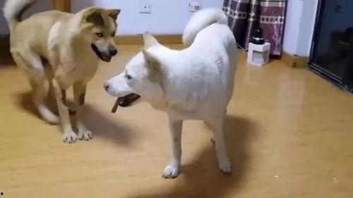 娛樂吃瓜醬忠犬,吃瓜醬的忠實伴侶