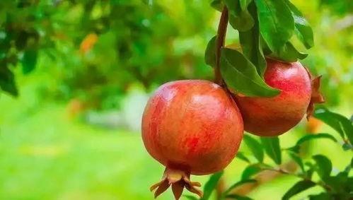 娛樂(lè)吃瓜醬石榴