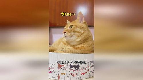 吃瓜娛樂(lè)貓,揭秘娛樂(lè)圈背后的趣味故事